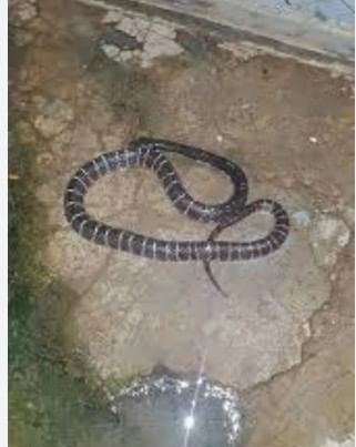 या सापाने एकदा चावा घेतला की समोरच्या व्यक्तीला एखादी मुंगी चावल्यासारखे वाटते. त्यामुळे आपल्याला साप चावलेला आहे, हे अनेकांना समजतही नाही. त्यामुळेच या सापाला सायलेंट किलर म्हटले जाते. हा साप चावल्यानंतर साधारण अर्ध्या तासांनी लक्षणे दिसायला लागतात. 