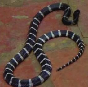 अगोदर चावलेल्या ठिकाणी आग होते. त्यानंतर उलटी, चक्की येणे, पोटात दुखायला लागणे, घबराट होणे अशी लक्षणं दिसतात. हा साप साधारण दोन ते दीड फुट लांब असतो. या सापाचा रंग काळा असतो. त्याच्या अंगावर पांढऱ्या रंगाच्या रेषाही असतात. 