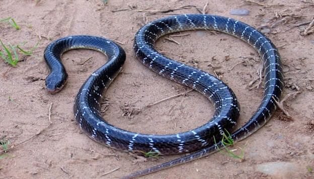 दरम्यान, हा साप विषारी असला तरी वेळेवर उपचार मिळाल्यास रुग्णाचा जीव वाचतो. हा साप विषारी असला तरी इतर काही साप मात्र विषारी नसतात. त्यामुळे घाबरून न जाता सर्पमित्रांची मदत घ्यावी.  (टीप- या लेखातील सर्व माहिती ही प्राथमिक स्वरुपाची आहे. सविस्तर माहितीसाठी किंवा कोणताही प्रयोग करण्याआधी त्या-त्या क्षेत्रातील तज्ज्ञांशी संपर्क साधावा) 