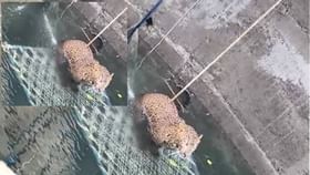 विहिरीत पडलेल्या बिबट्याचा वाचवला जीव; बघ्यांची उसळली एकच गर्दी