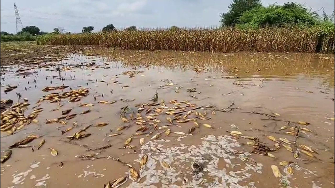 बुलढाणा जिल्ह्यात गेल्या काही दिवसांत ६४ हजार हेक्टर शेतीचं नुकसान झालं आहे. 