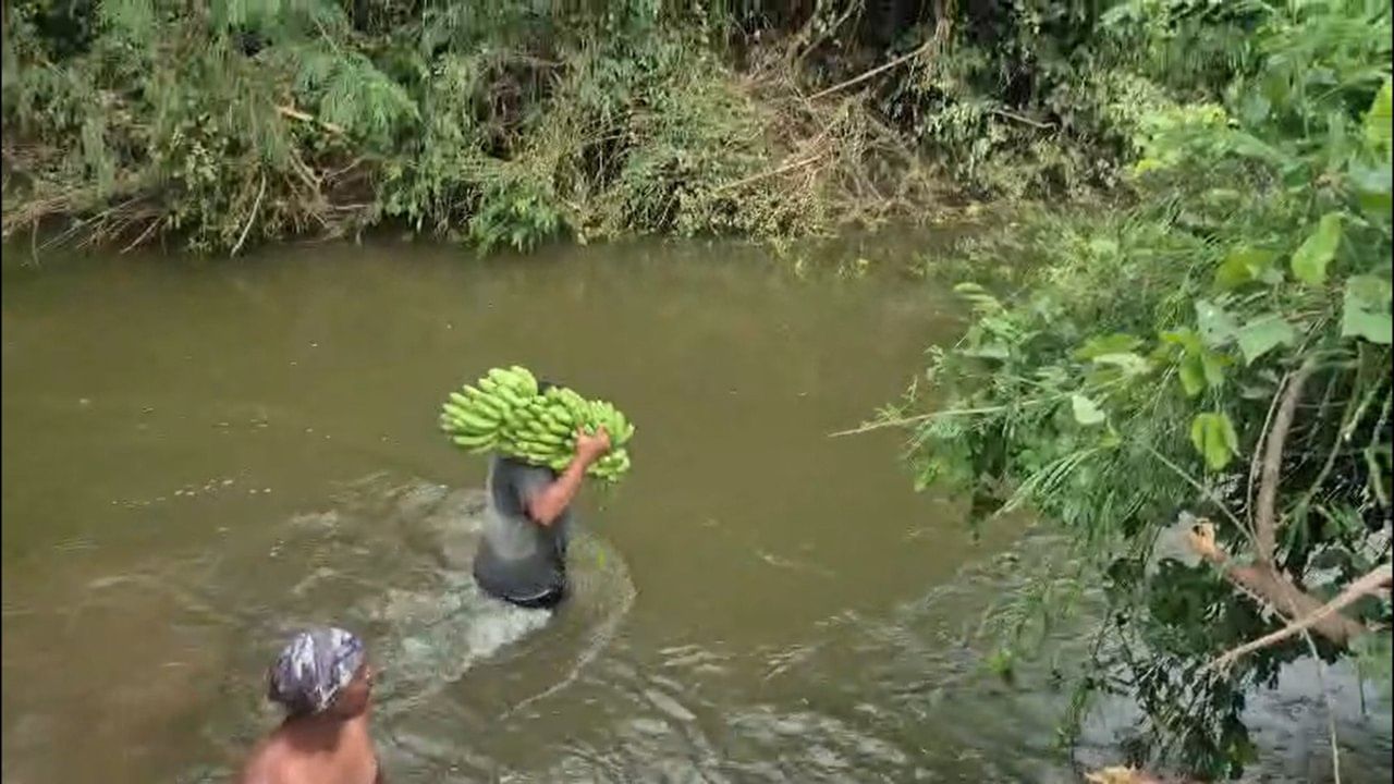 जळगावातील चाळीसगाव तालुक्यातील जामडी परिसरातील शेतकरी अडचणीत आले आहेत. नाल्याला पूल नसल्याने कमरेइतक्या पाण्यातून केळीचे घड वाहून न्यावे लागत आहेत.