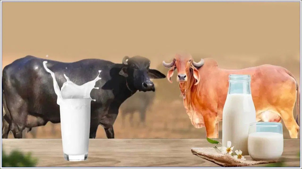 एकूणच, दोन्ही प्रकारची दुधे पौष्टिक असली तरी, तुमच्या आरोग्याच्या गरजा लक्षात घेऊन तुम्ही योग्य दुधाची निवड करणे महत्त्वाचे आहे.