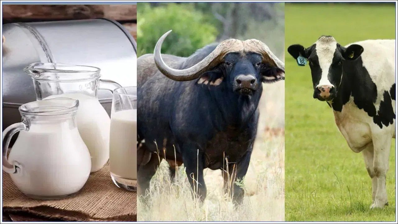 कोणते दूध प्यायचे हे तुमच्या गरजा, वय आणि शारीरिक हालचालींवर अवलंबून असते. सोपे पचन आणि कमी चरबीसाठी तुम्ही गाईच्या दुधाची निवड करू शकता. पण जर तुम्हाला अधिक ऊर्जा आणि मजबूत हाड हवी असतील तर तुम्ही शेळीच्या दुधाला प्राधान्य देऊ शकता.