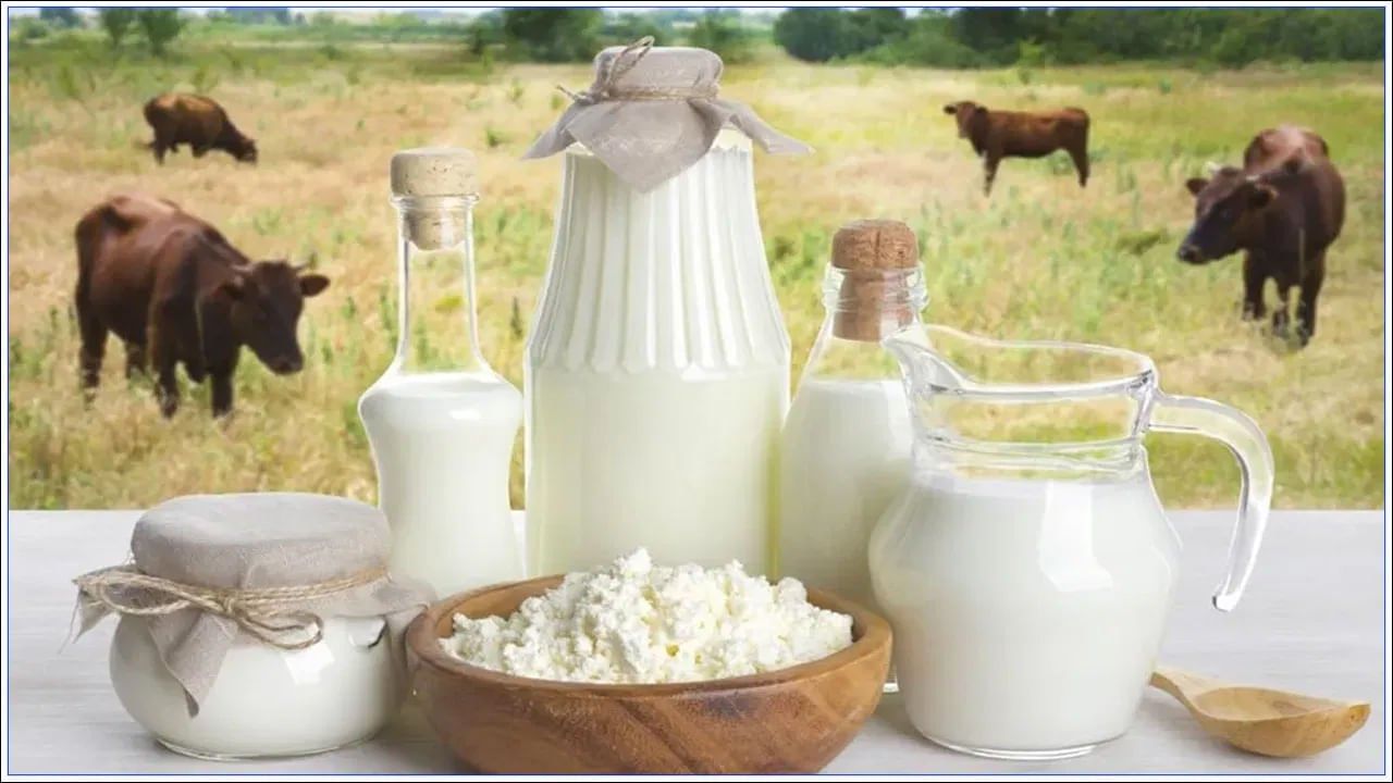 शेळीचे दूध गाईच्या दुधापेक्षा जास्त घट्ट आणि जाड असते. यात कॅल्शियमचे प्रमाण लक्षणीयरीत्या जास्त असते. एका अभ्यासानुसार, १०० मिलीलीटर गाईच्या दुधात १२० मिलीग्राम कॅल्शियम असते.