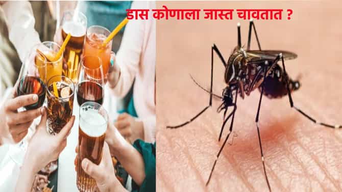 दारू पिणारे की न पिणाऱ्यांना, डास कोणाला सर्वात जास्त चावतात ?