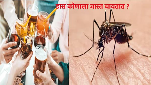 दारू पिणारे की न पिणाऱ्यांना, डास कोणाला सर्वात जास्त चावतात ?