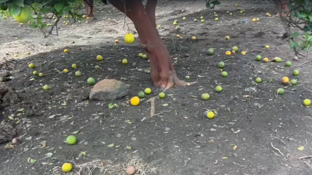 मात्र, आता बागेत सर्वत्र फळ गळाल्याने त्यांचे हे उत्पन्न एक-दोन लाख रुपयेही होणार नाही. त्यांच्या बागेतील ८० ते ९० टक्के फळं जमिनीवर पडलेली पाहून शेतकऱ्यांच्या यांच्या डोळ्यात अश्रू दाटून आले.