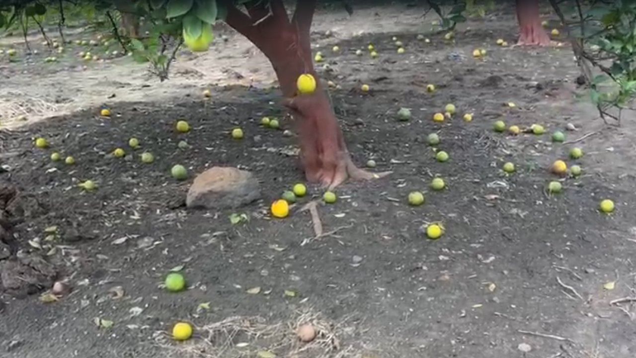 जेलवाडी येथील शेतकरी दयाराम जुगसेनीया यांची तीन एकर मोसंबी बाग आहे. यंदा या बागेसाठी त्यांनी तीन ते चार लाख रुपये खर्च केला होता आणि त्यांना सुमारे १० लाख रुपयांचे उत्पन्न अपेक्षित होते.