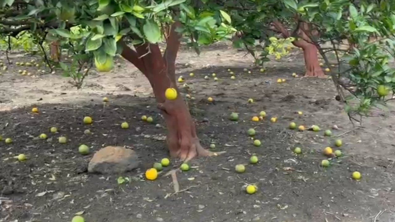 पीक हातातून गेल्यामुळे संत्रा आणि मोसंबी उत्पादक शेतकरी मोठ्या आर्थिक संकटात सापडले आहेत. त्यामुळे  ते पूर्णपणे हवालदील झाले आहेत. नागपूर जिल्ह्यातील नरखेड तालुक्यात या नुकसानीची दाहकता अधिक स्पष्टपणे दिसून येते.