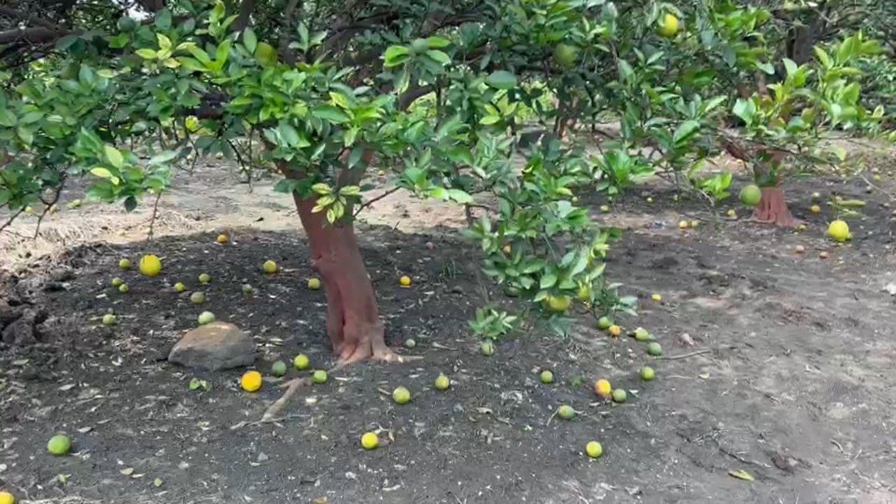 परंतु, सध्या बागांमध्ये पाहिल्यास सर्वत्र गळालेल्या फळांचा सडा दिसत आहे. प्रचंड फळगळ झाल्यामुळे शेतकऱ्यांचे हेक्टरी ६ ते ७ लाख रुपयांचे मोठे नुकसान झाले आहे.