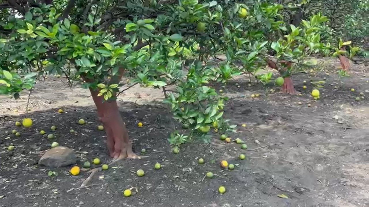 या बागांमधील ८० ते ९० टक्के फळं गळून पडल्याने शेतकऱ्यांच्या हातातोंडाशी आलेला घास हिरावला गेला आहे. विदर्भात साधारण सव्वा लाख हेक्टर क्षेत्रावर संत्री आणि मोसंबीची लागवड होते.