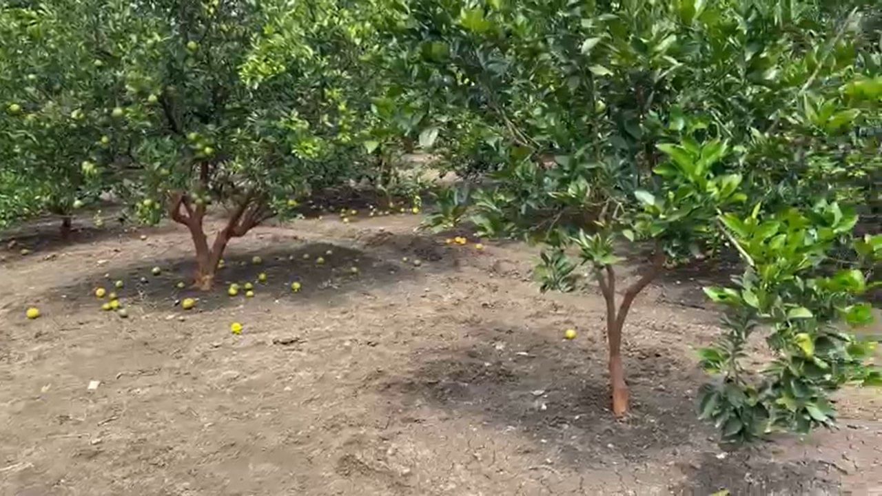 विदर्भाची ओळख असलेल्या संत्रा आणि मोसंबी पिकावर अतिवृष्टी आणि सततच्या पावसाने मोठे संकट कोसळले आहे. सततच्या खराब हवामानामुळे नागपूर आणि अमरावती जिल्ह्यांत या फळपिकांचे अंदाजे २०० कोटी रुपयांहून अधिक नुकसान झाले आहे.