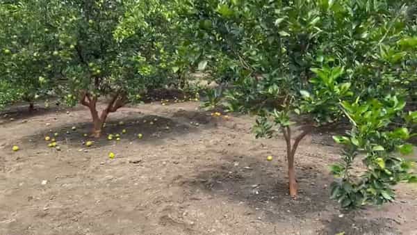 विदर्भाची ओळख असलेल्या संत्रा आणि मोसंबी पिकावर अतिवृष्टी आणि सततच्या पावसाने मोठे संकट कोसळले आहे. सततच्या खराब हवामानामुळे नागपूर आणि अमरावती जिल्ह्यांत या फळपिकांचे अंदाजे २०० कोटी रुपयांहून अधिक नुकसान झाले आहे.