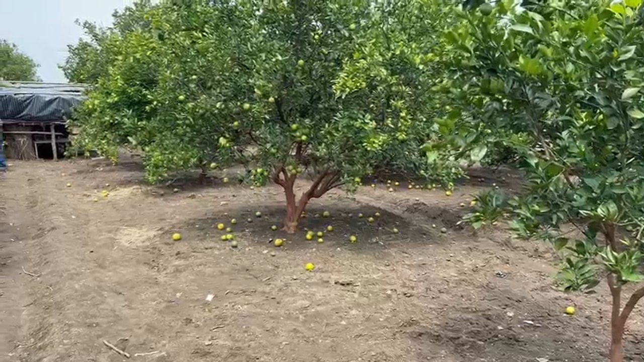 यामुळे अनेक शेतकऱ्यांच्या आयुष्यातील कमाई एका झटक्यात मातीमोल झाली आहे. या गंभीर संकटाच्या पार्श्वभूमीवर काटोलचे आमदार चरणसिंग ठाकूर यांनी शासनाकडे तातडीने लक्ष देण्याची मागणी केली आहे.