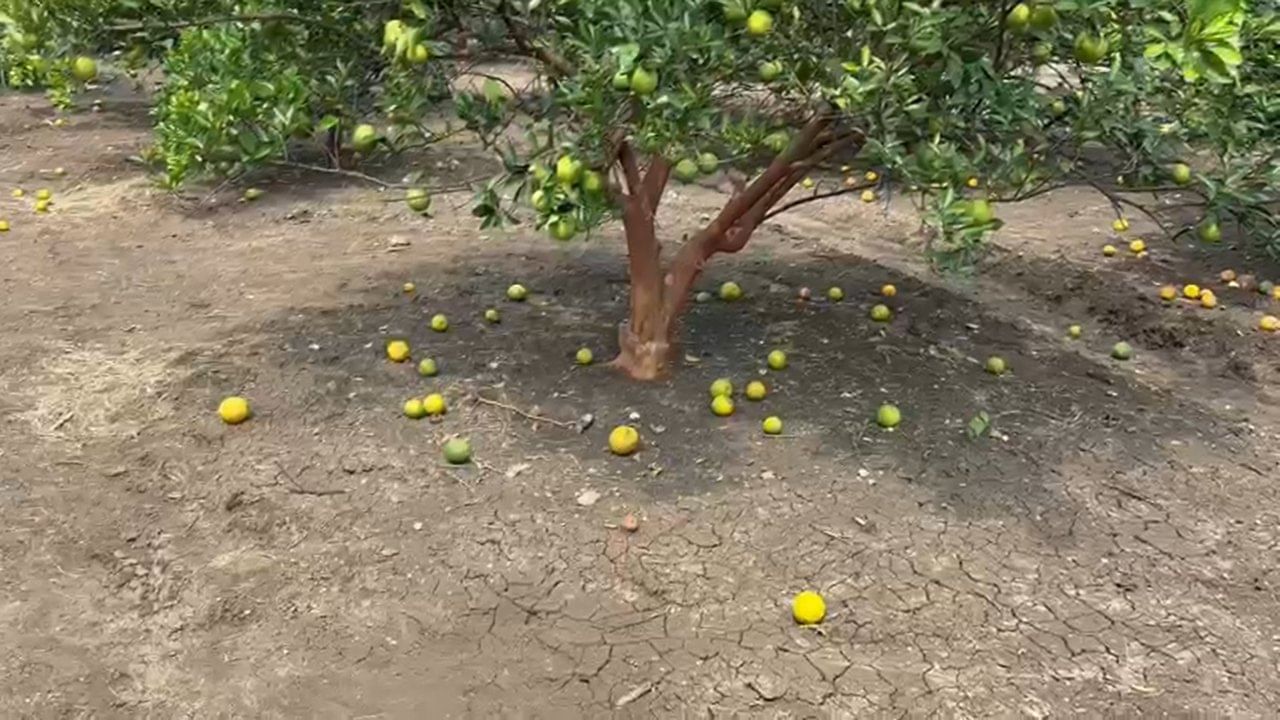 अतिवृष्टीमुळे झालेल्या या अभूतपूर्व नुकसानीचे तातडीने पंचनामे करून, संत्रा आणि मोसंबी उत्पादकांना तातडीने आणि योग्य नुकसान भरपाई द्यावी, अशी मागणी शेतकरी वर्गाकडून जोर धरत आहे.