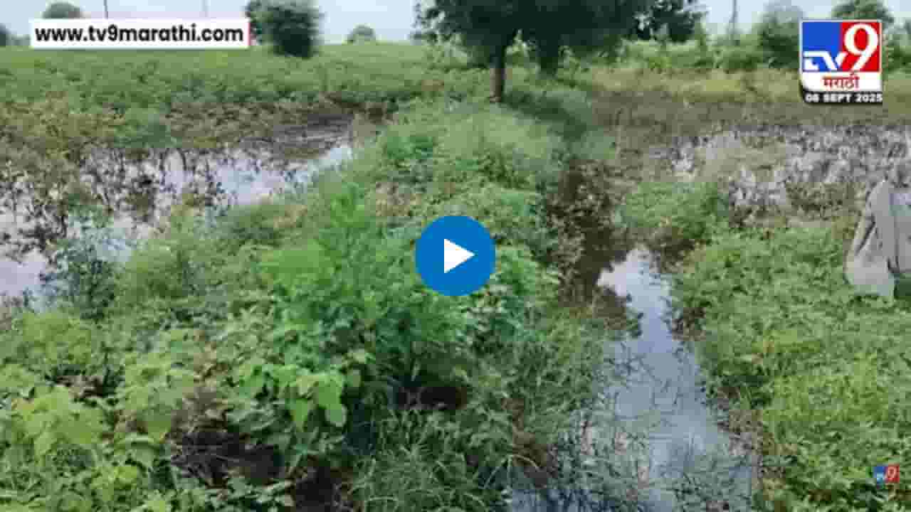 खरीप पिकांचे अतिवृष्टीमुळे नुकसान, शेतकरी आर्थिक अडचणीत