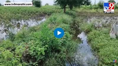 खरीप पिकांचे अतिवृष्टीमुळे नुकसान, शेतकरी आर्थिक अडचणीत