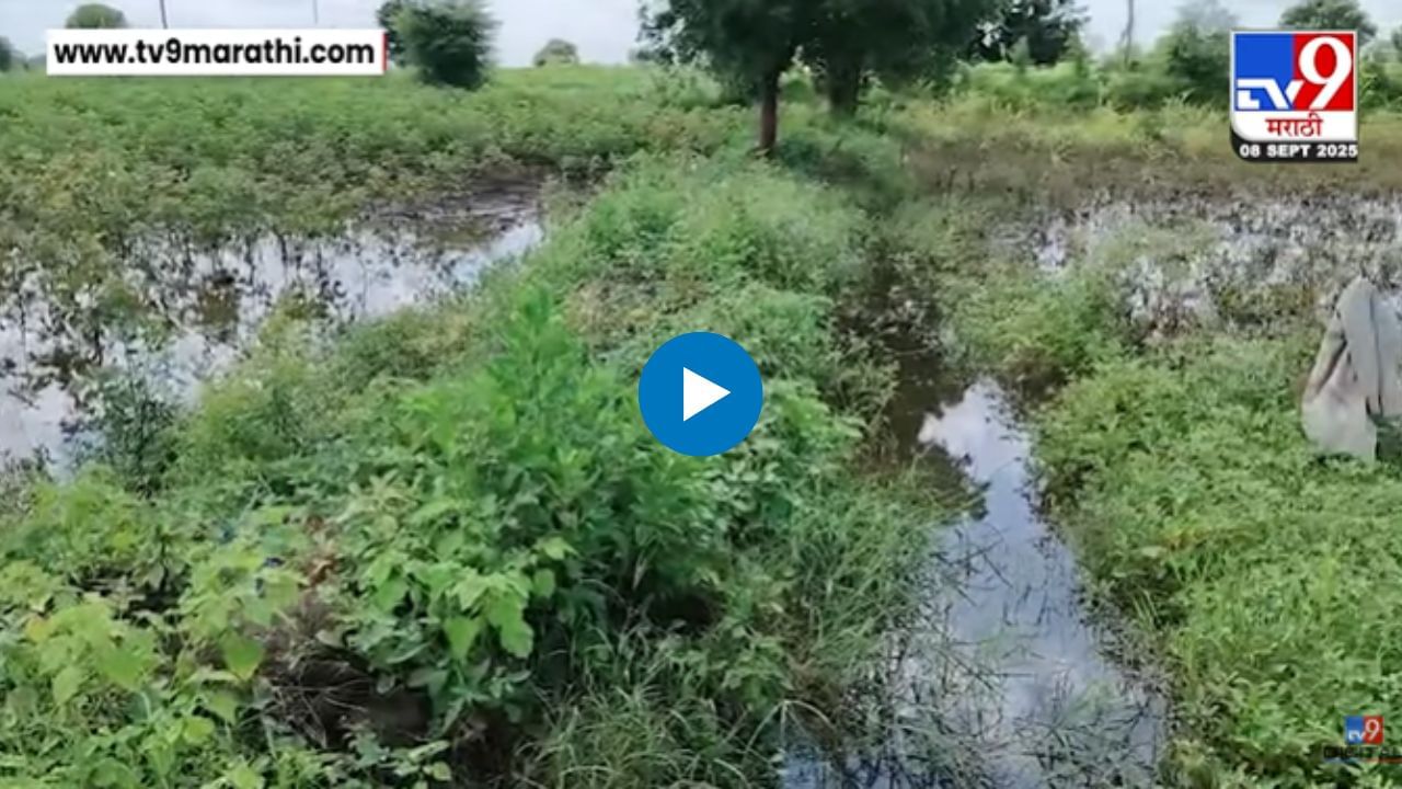 खरीप पिकांचे अतिवृष्टीमुळे नुकसान, शेतकरी आर्थिक अडचणीत