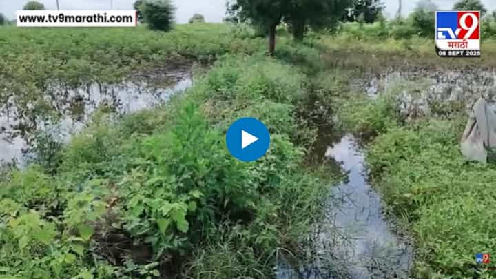 खरीप पिकांचे अतिवृष्टीमुळे नुकसान, शेतकरी आर्थिक अडचणीत खरीप पिकांचे अतिवृष्टीमुळे नुकसान, शेतकरी आर्थिक अडचणीत