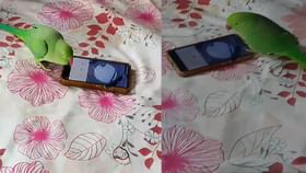 पोपटाचा जीव अडकला गाण्यात, मोबाईल बघताच... Video व्हायरल