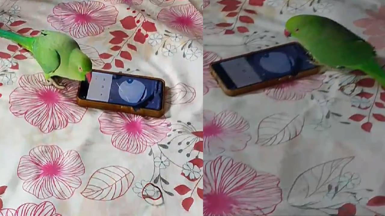 पोपटाचा जीव अडकला गाण्यात, मोबाईल बघताच... Video व्हायरल