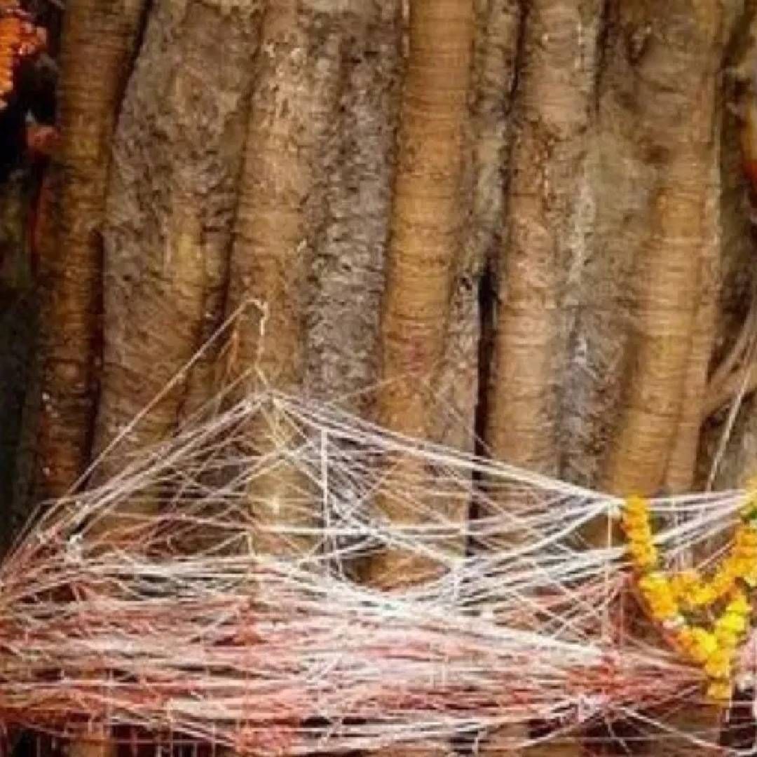 पितृ दोषातून मुक्तीसाठी पिंपळाच्या झाडाची पूजा करा. पिंपळाच्या झाडाला पितराचं प्रतीक मानलं जातं. शनिवार आणि अमावस्या तिथिला पिपळाच्या झाडाला  जल अर्पण करा. पितरांची चुकीसाठी क्षमा मागा.  