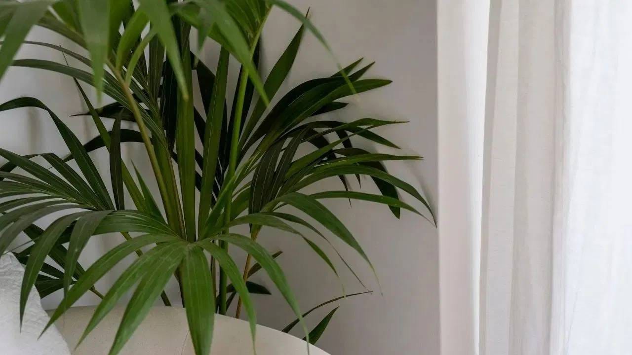 कॅन्टिया पाम हे झाड एरिका पामसारखे दिसते. हे एक इनडोअर प्लांट आहे, जे तुम्ही फक्त बाल्कनीतच नाही तर बेडरूममध्येही ठेवू शकता. याला जास्त पाणी लागत नाही. कमी पाण्यात आणि प्रकाशातही ते हिरवे राहते. यामुळे घर थंड राहते.