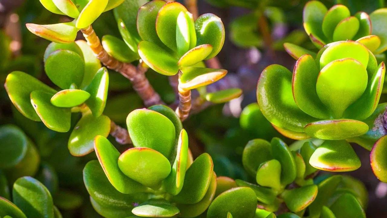 जेड ही वनस्पती देखील खूप सुंदर आहे. हे लहान दिसणारे रोप घराचे सौंदर्य वाढवते. तुम्ही ते घरात आणि बाहेर दोन्ही ठिकाणी ठेवू शकता.