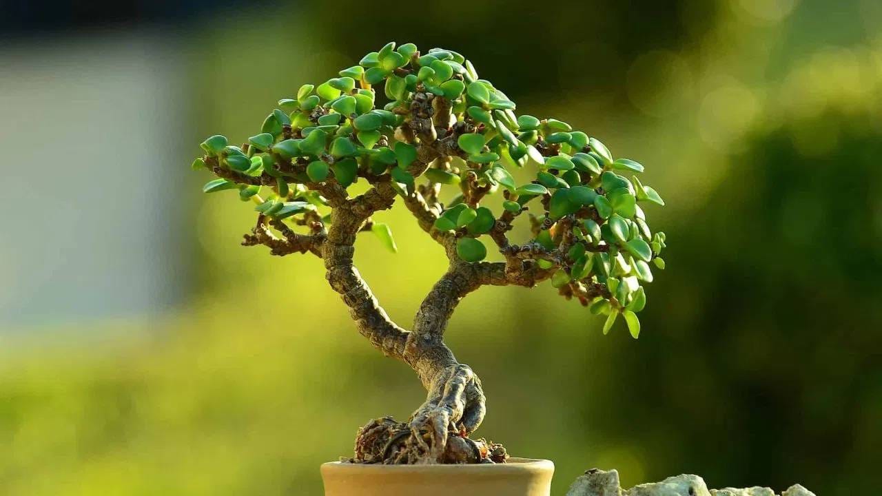 जेड वनस्पतीला फारशी काळजीही घ्यावी लागत नाही. तसेच त्याला दररोज पाणी देण्याची गरज नसते, ना त्याला खूप प्रकाश लागतो. त्यामुळे झाडांची आवड असेल तर तुम्ही हे नक्की लावू शकता.  