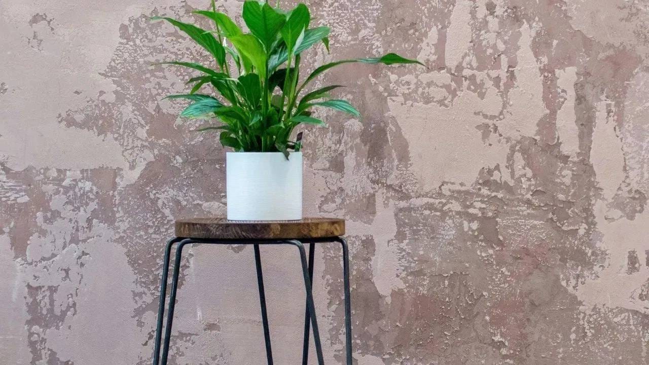 पीस लिलीला पांढरी फुले येतात, जी खूप सुंदर दिसतात. हे झाड थोडंसं पाणी देऊनही बराच काळ हिरवं राहतं. घर सजवण्यासोबतच हे झाड हवाही शुद्ध करतं आणि तणावमुक्तीसाठी देखील खूप चांगलं मानलं जातं.