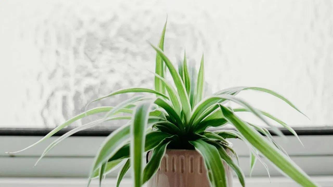 तुम्ही स्पायडर प्लांट घरात आणि बाहेरही ठेवू शकता. त्याची खूप कमी काळजी घ्यावी लागते. हे रोप कमी पाण्यातही जगते आणि तीव्र सूर्यप्रकाशात ते वाळत नाही. तहे झाड घरातील हवा शुद्ध करते आणि ऑक्सिजनची पातळी देखील वाढवते.