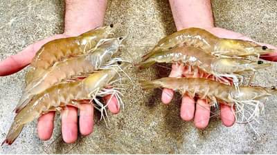 अमेरिकन टॅरिफचा या राज्याच्या कोळंबी निर्यातीला २५ हजार कोटींचा फटका, केंद्राला साकडे