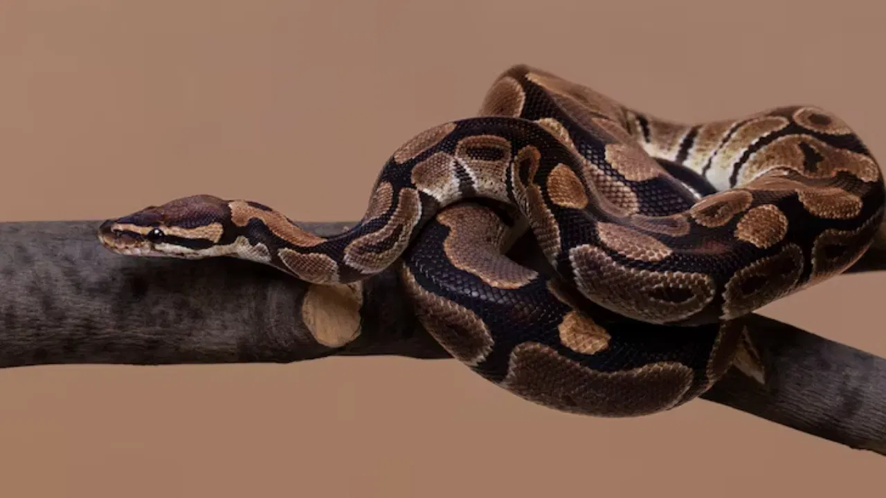 पायथन: हे मोठे आणि जड साप असतात. बहुतेक वेळ सुस्त अवस्थेत राहतात आणि शिकार पकडण्यासाठी अचानक हल्ला करतात. हे जंगल, दलदल आणि दाट जंगलात आढळतात.