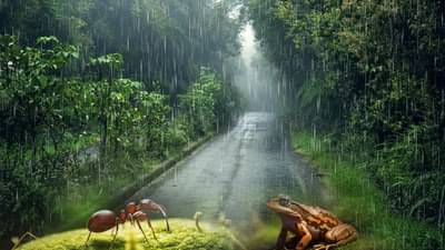 मुंग्यांची चाल आणि बेडकांचे हावभाव करणार पावसाची भविष्यवाणी, नक्की होणार तरी काय?