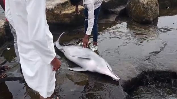 सध्या रत्नागिरी जिल्ह्यातील दापोलीमधील हर्णे समुद्रकिनाऱ्यावर एक अजब प्रकार समोर आला आहे. ही घटना पाहून अनेकांनी आश्चर्य व्यक्त केले आहे. विशेष म्हणजे या घटनेचा नेमका अर्थ काय? असेही अनेकजण विचारत आहेत. 