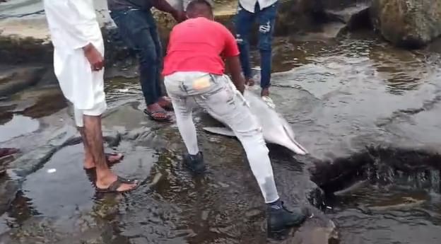 दापोलीतील हर्णे समुद्रकिनाऱ्यावर एक डॉल्फिन मृतावस्थेत आढळला आहे. समुद्रकिनाऱ्यावर आलेल्या या डॉल्फिनचा व्हिडीओ सध्या सोशल मीडियावर व्हायरल होत आहे. डॉल्फिनच्या मृत्यूचे कारण अद्याप स्पष्ट झालेले नाही. 