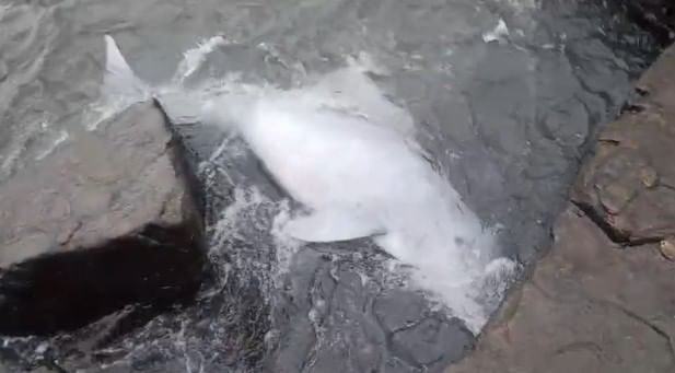 स्थानिक मच्छिमारांनी जखमी डॉल्फिनला वाचवण्यासाठी सर्वतोपरी प्रयत्न केले, परंतु तो वाचला नाही. दरम्यान, सध्या समुद्रातील प्रदूषण खूपच वाढले आहे. तेलगळती तसेच मानवी कचऱ्यामुळे या प्रदूषणात भरच पडली आहे. त्यामुळे जलचर प्राणी दगावण्याचे प्रमाण वाढलेले आहे. 