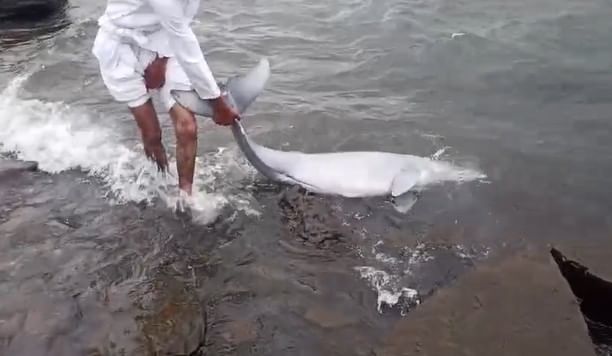 असे असतानाच हा पांढऱ्या रंगाचा डॉल्फिन रत्नागिरीच्या समुद्रकिनारी मृतावस्थेत सापडल्यामुळे वेगवेगळे तर्क लावले जात आहेत. समुद्राकडून प्रदूषण कमी करा, असे संकेत मिळत आहेत का? असा सवाल पर्यावरणप्रेमींकडून उपस्थित केला जात आहे.   