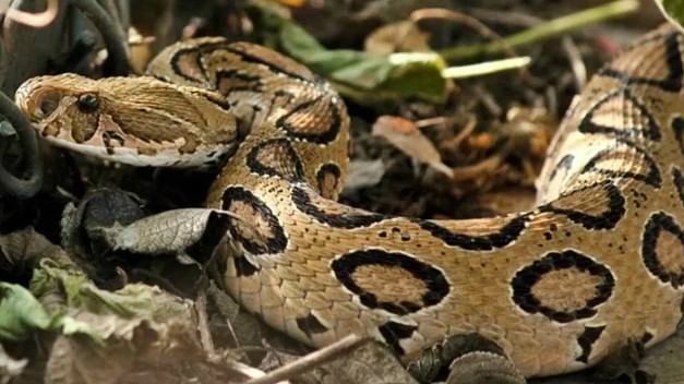 प्रत्येकजण सापाला घाबरतो. बहुसंख्य साप हे विषारी नसतात. पण काही साप हे ऐवढे विषारी असतात की, त्यांनी चावा घेताच माणसाचा पुढच्या काही मिनिटांत मृत्यू होतो. सध्या अशाच एका विषारी सापाची सगळीकडे चर्चा होत आहे.