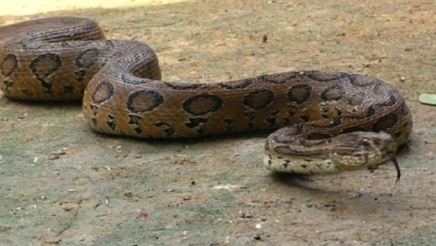 हा साप मध्यप्रदेशातील खंडवा जिल्ह्यात आढळला आहे. या सापाला रसेल वाईपर असे म्हटले जाते. या सापाला पाहूनच काही लोक घाबरून जातात. त्याचे विषयी फारच संहारक असते. त्याने माणसाला दंश केल्यास पुढच्याच काही मिनिटांत माणसाचा मृत्यू होतो. 