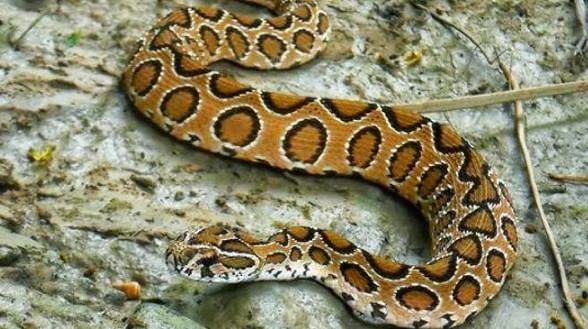 विशेष म्हणजे रसेल वाईपर हा साप आपली जीप वेगाने बाहेर काढतो. हल्ला करताना हा साप आवाजदेखील करतो. त्याचे फुत्कारणे पाहूनच अनेकजण घाबरून पळून जातात. 