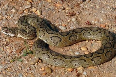 रसेल वायपर हा साप शुष्क आणि ओसाड भागात आढळतो. पाऊस आल्यानंतर हा साप आपल्या बिळाच्या बाहेर येतो. त्या काळात हा अनेक ठिकाणी आढळून येतो. शेत, जुने घर, लाकडांचा ढिग अशा ठिकाणी हा साप आढळण्याचे प्रमाण जास्त आहे. 