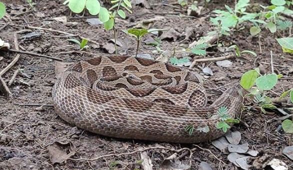 Disclaimer: वरच्या लेखातील माहिती ही प्राथमिक स्वरुपाची आहे. आम्ही या माहितीची पुष्टी करत नाही किंवा समर्थनही देत नाही. या लेखाच्या माध्यमातून अंधश्रद्धा पसरवण्याचा आमचा उद्देश नाही. वरच्या लेखात दिलेल्या माहितीवरून कोणताही निर्णय घेण्याआधी त्या-त्या क्षेत्रातील तज्ज्ञांचा सल्ला आवश्य घ्या.