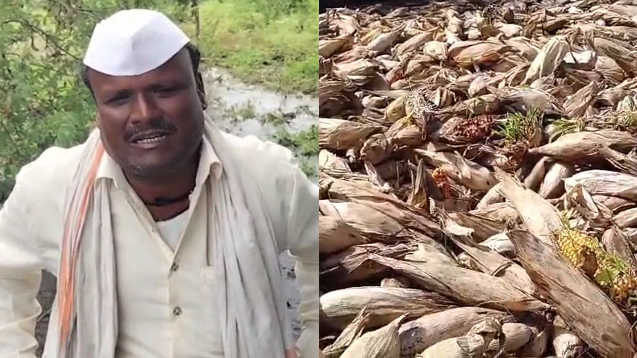 कर्ज फिटेल म्हणून शेतीसाठी जास्त खर्च केला अन् एका पावसाने... शेतकऱ्यांच्या डोळ्यातील अश्रू थांबेना