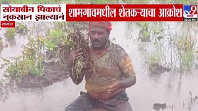 Satara Flood :  मुख्यमंत्री साहेब आमच्याकडे जरा लक्ष द्या, नाहीतर आम्ही… सोयाबीन पिकाचं नुकसान झाल्यानं शेतकऱ्याचा आक्रोश