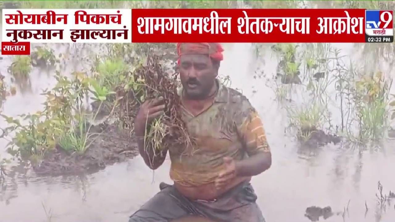 Satara Flood :  मुख्यमंत्री साहेब आमच्याकडे जरा लक्ष द्या, नाहीतर आम्ही... सोयाबीन पिकाचं नुकसान झाल्यानं शेतकऱ्याचा आक्रोश