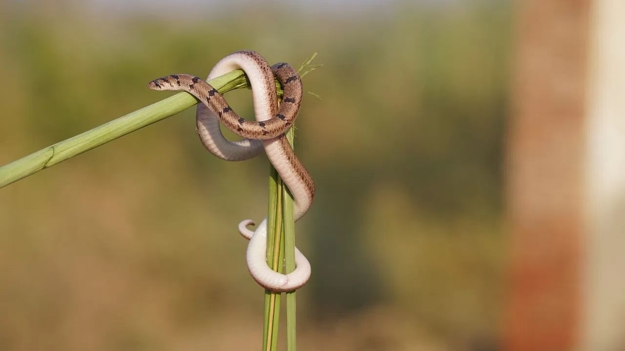 कुजलेला कचरा किंवा पालापाचोळा : घराच्या आजूबाजूला पानांचा ढीग किंवा कुजलेला कचरा साठलेला असल्यास  ते सापांसाठी उत्तम ठिकाण मानले जाते. या अशा ठिकाणी उंदीर आणि इतर कीटक मोठ्या प्रमाणात येतात, जे सापांचे आवडते खाद्य आहे. उंदीर आणि कीटकांच्या शोधात साप अशा ठिकाणी येतात. त्यामुळेच घराभोवती कचरा साठू देऊ नका. नियमित स्वच्छता ठेवा.
