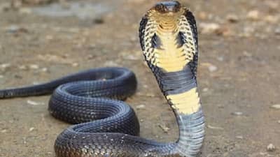 Ajab Gajab : बुटातील सापाने दंश केला, तरीही त्याला कळलंच नाही.. सॉफ्टवेअर इंजिनीअरचा मृत्यू आणि सापही..