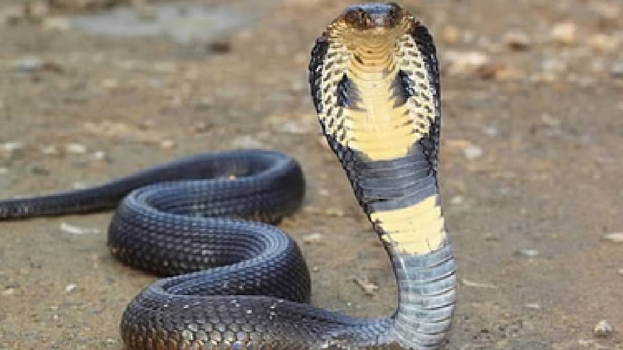 Ajab Gajab : बुटातील सापाने दंश केला, तरीही त्याला कळलंच नाही.. सॉफ्टवेअर इंजिनीअरचा मृत्यू आणि सापही.. Ajab Gajab : बुटातील सापाने दंश केला, तरीही त्याला कळलंच नाही.. सॉफ्टवेअर इंजिनीअरचा मृत्यू आणि सापही..